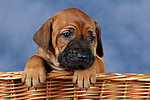 Rhodesian Ridgeback Welpe / rhodesian ridgeback puppy