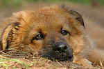 Harzer Fuchs Welpe / Harzer Fuchs puppy