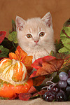 Britisch Kurzhaar Kätzchen / british shorthair kitten