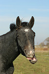 Sachsen Anhaltiner Warmblut / horse