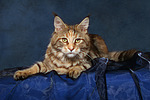 Maine Coon