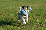 Parson Russell Terrier