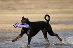 Dobermann / doberman pinscher