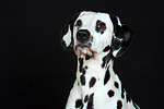 Dalmatiner / dalmatian