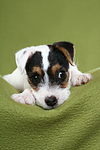 liegender Parson Russell Terrier Welpe / lying PRT puppy