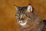Britisch Kurzhaar / british shorthair