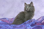 Norwegische Waldkatze Kätzchen / norwegian forestcat kitten