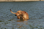 Rhodesian Ridgeback