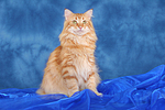 Norwegische Waldkatze / norwegian forestcat