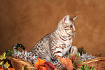 sitzende Ocicat / sitting Ocicat