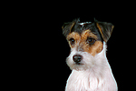 Parson Russell Terrier Portrait