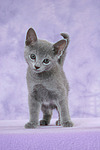 stehendes Russisch Blau Kätzchen / standing russian blue kitten