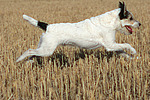 springender Parson Russell Terrier / jumping PRT