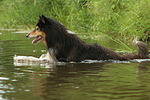 badender Langhaarcollie / bathing longhaired collie