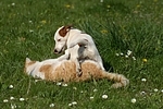 Jack Russell Terrier und Katze / jack russell terrier and cat