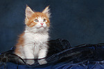 Maine Coon Kätzchen / maine coon kitten