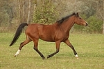 Deutsches Reitpony / pony