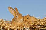 Kaninchen / bunnies