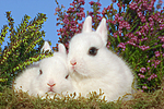 junge Zwergkaninchen / young dwarf rabbits