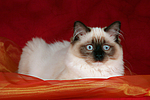 Ragdoll