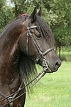 Friese Portrait / friesian horse portrait