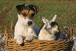 Parson Russell Terrier und Zwergkaninchen / prt and dwarf rabbit