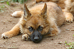 Harzer Fuchs Welpe / Harzer Fuchs puppy