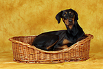 Dobermann im Körbchen / Doberman Pinscher in basket