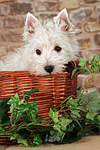 West Highland White Terrier Welpe / West Highland White Terrier Puppy