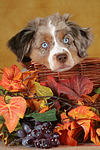 Miniature Australian Shepherd Welpe / miniature australian shepherd puppy