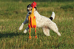 Parson Russell Terrier