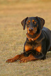 Dobermann / doberman pinscher