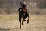 Dobermann / doberman pinscher