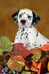 Dalmatiner Welpe / dalmatian puppy