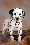 Dalmatiner Welpe / dalmatian puppy