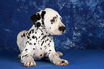 Dalmatiner Welpe / dalmatian puppy