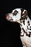 Dalmatiner / dalmatian