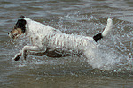 Parson Russell Terrier