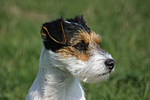 Parson Russell Terrier