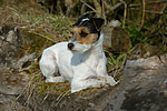 Parson Russell Terrier