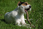 Parson Russell Terrier