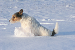 Parson Russell Terrier rennt durch den Schnee / prt running through snow