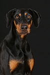 Dobermann Portrait / Doberman Pinscher Portrait