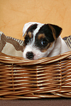 Parson Russell Terrier Welpe Portrait / PRT puppy portrait