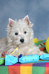 liegender West Highland White Terrier Welpe / lying West Highland White Terrier Puppy