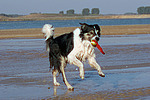 spielender Border Collie am Strand / playing Border Collie at beach