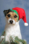 Parson Russell Terrier zu Weihnachten / PRT at christmas