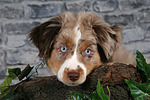 Miniature Australian Shepherd Welpe / miniature australian shepherd puppy