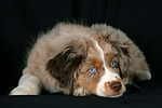 Miniature Australian Shepherd Welpe / miniature australian shepherd puppy