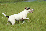 Parson Russell Terrier